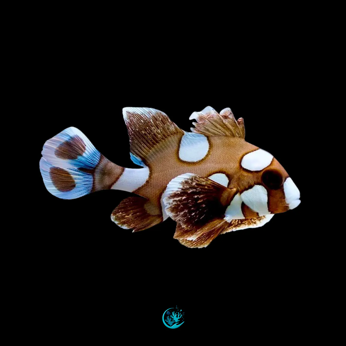 Plectorhinchus Chaetodonoides 1