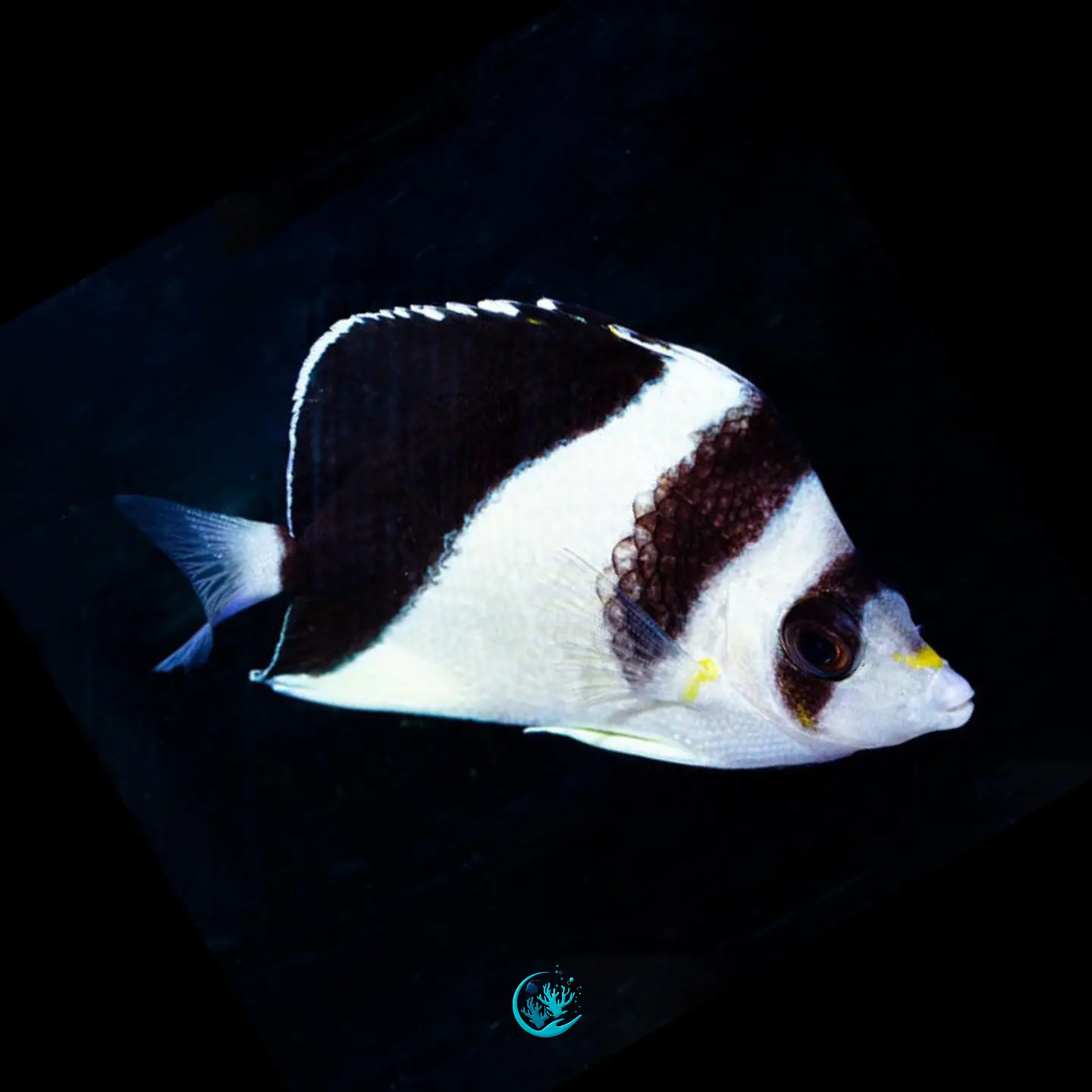 Chaetodon Burgessi 1