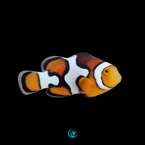 Amphiprion Percula Picasso