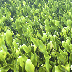 Caulerpa Prolifera