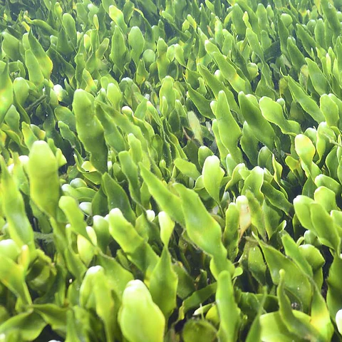Caulerpa Prolifera