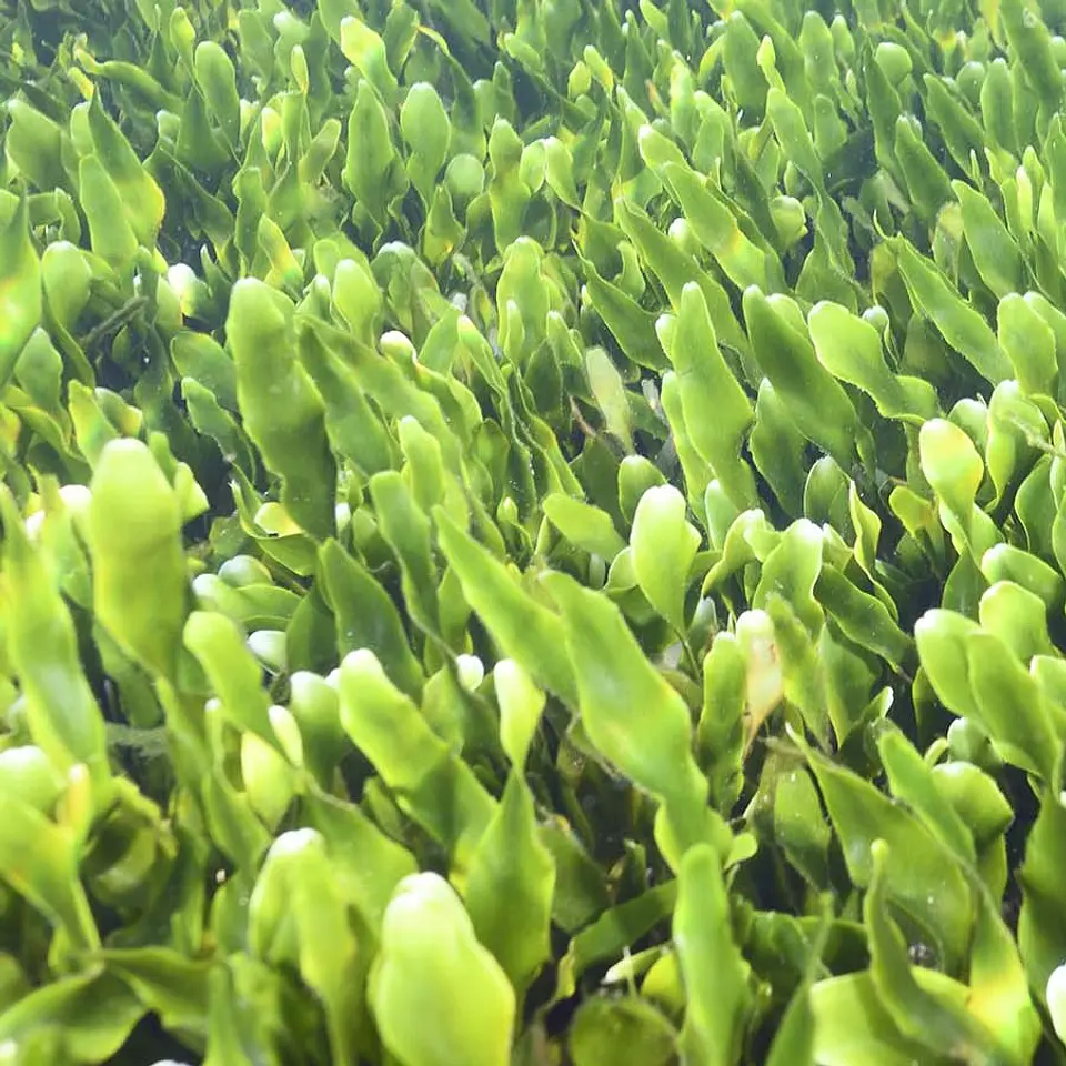 Caulerpa Prolifera 1
