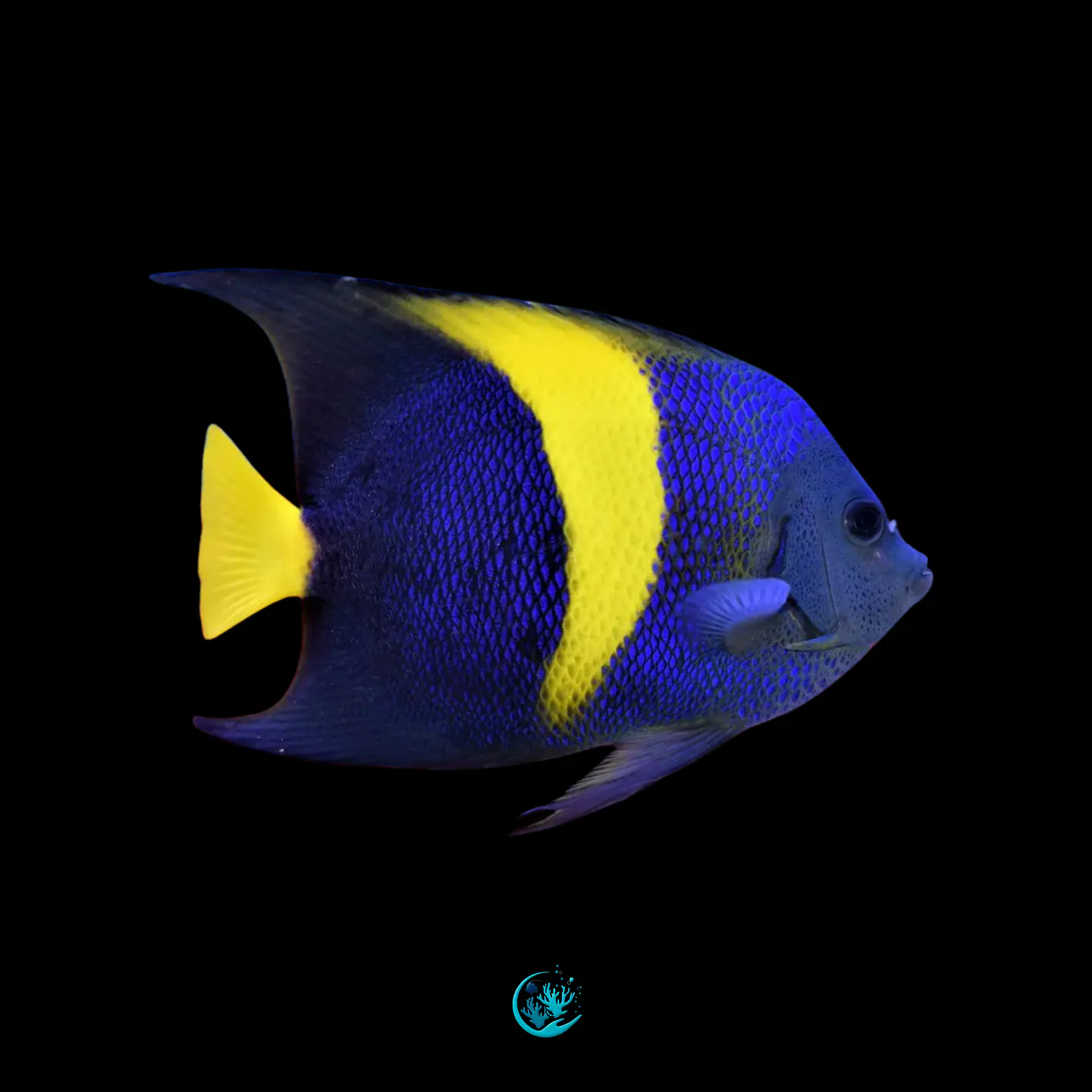 Pomacanthus asfur 1