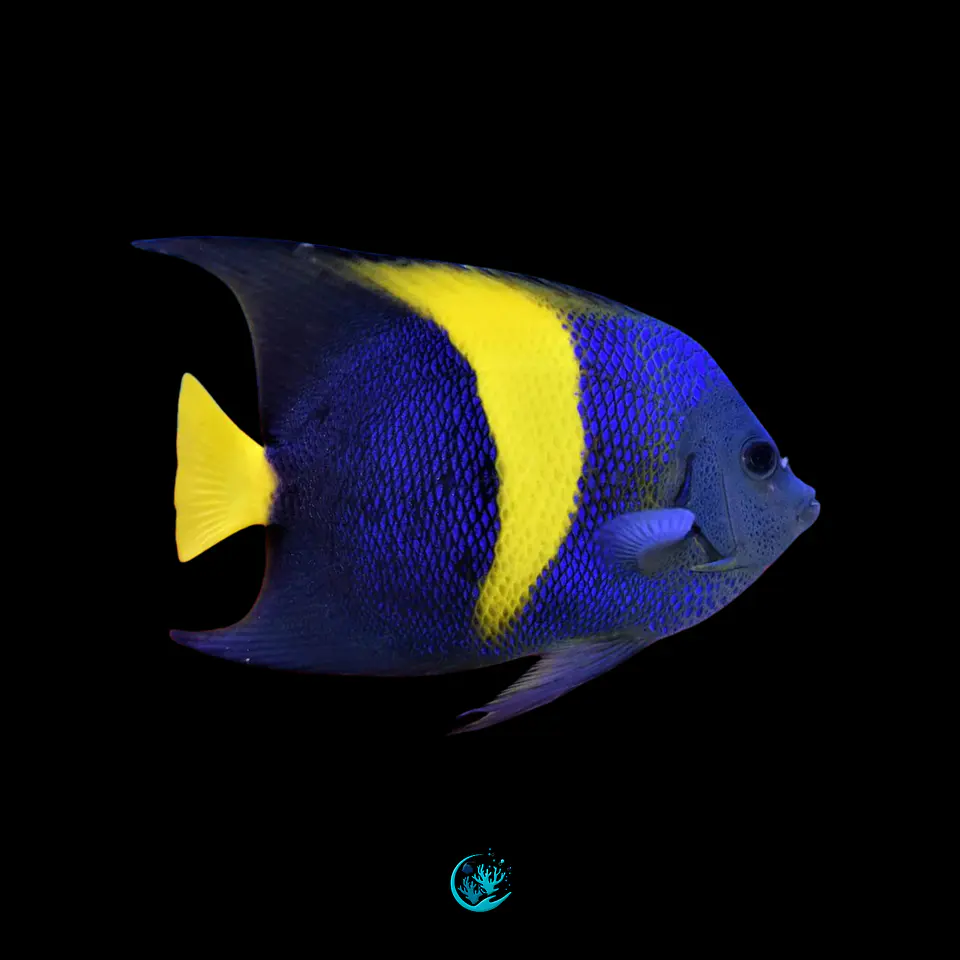 Pomacanthus asfur 1