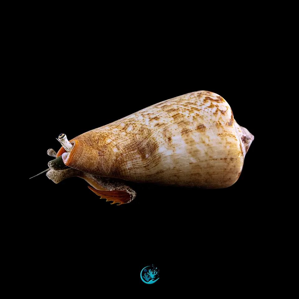Strombus Luhanus 1