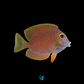 Ctenochaetus Truncatus - Thumbnail 2