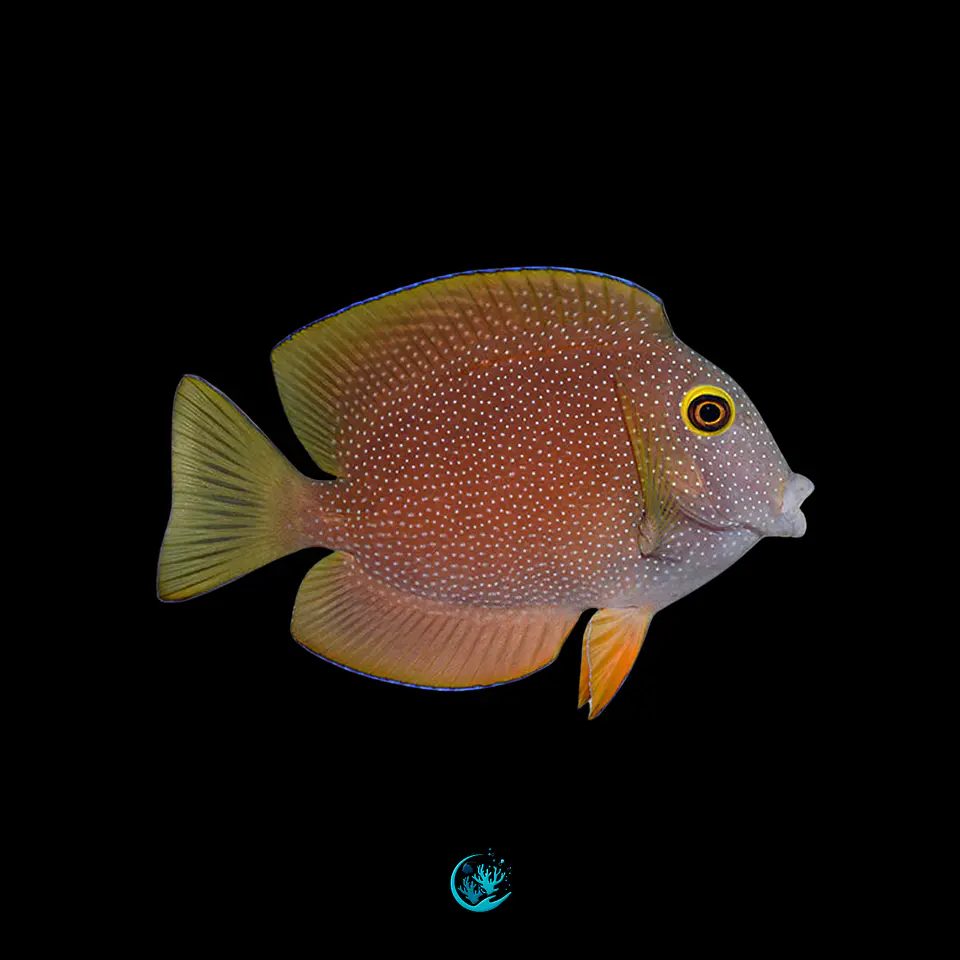 Ctenochaetus Truncatus 2