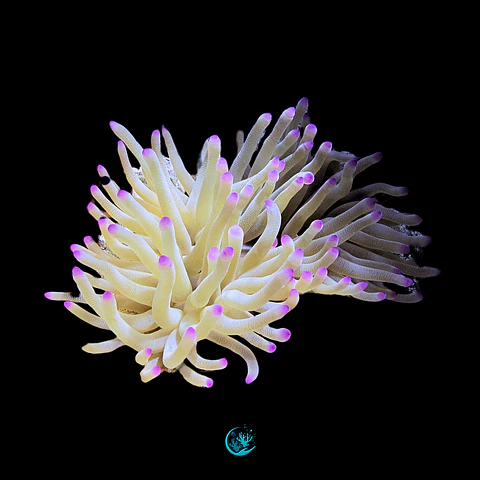 Condylactis spp.