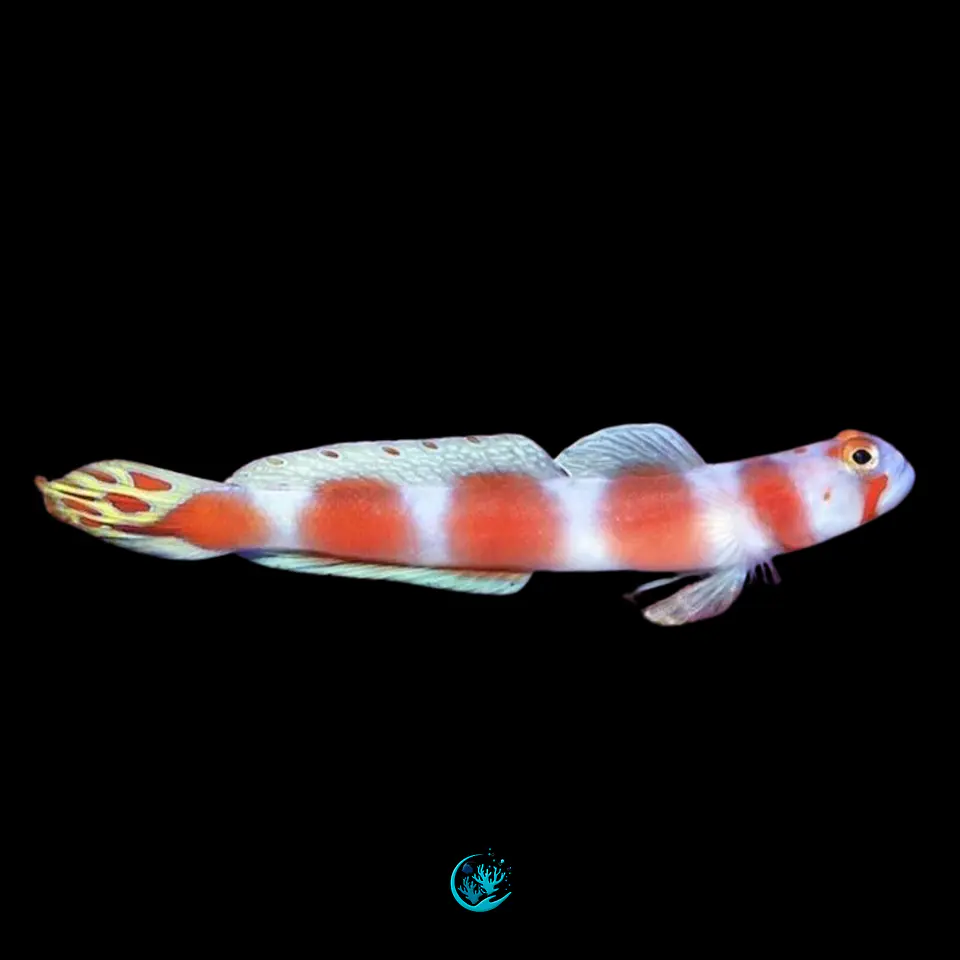 Cryptocentrus Aurora 1