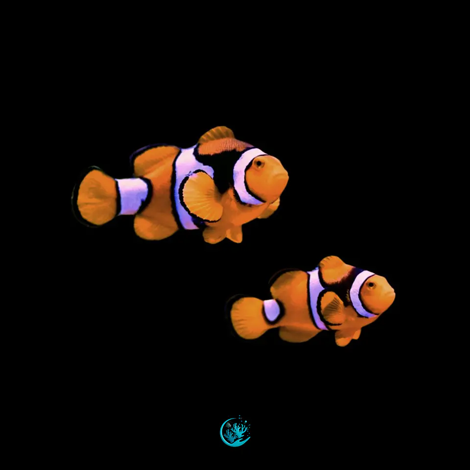 Casal de Amphiprion Percula Black 1