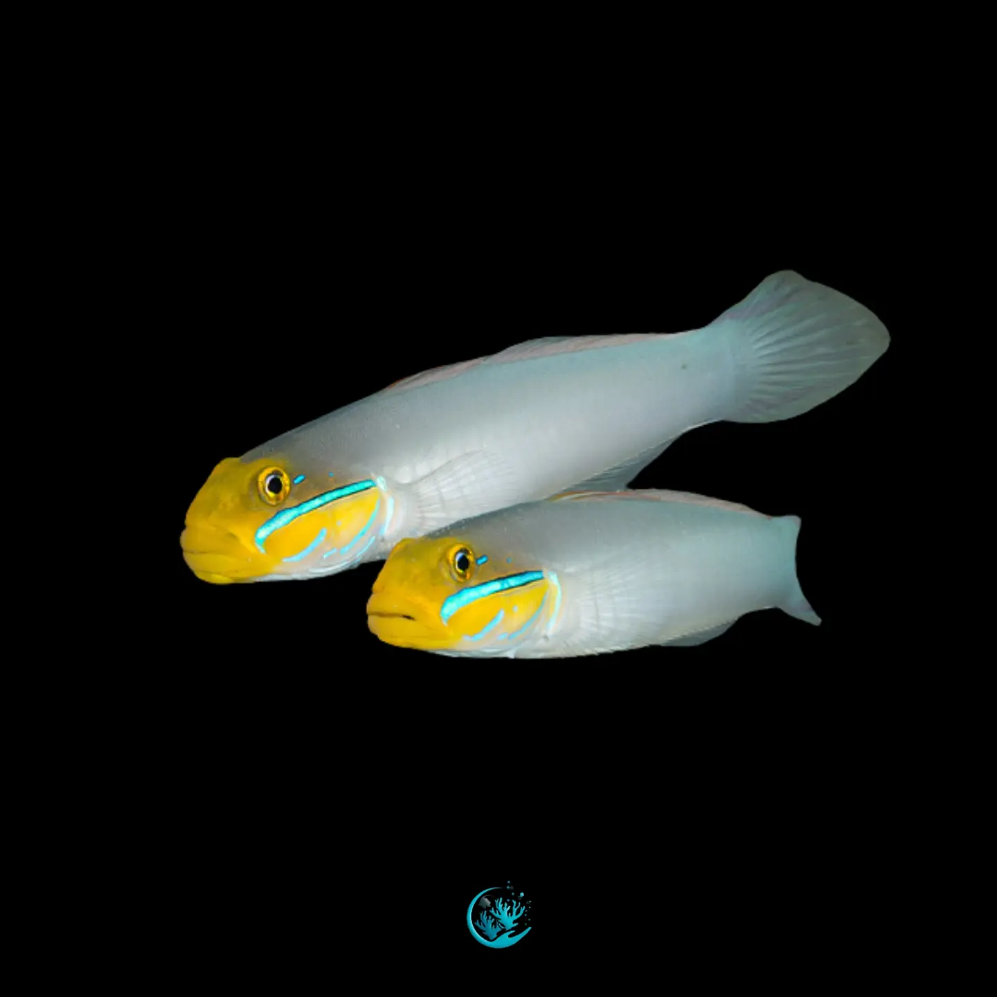 Casal de Valenciennea strigata  1