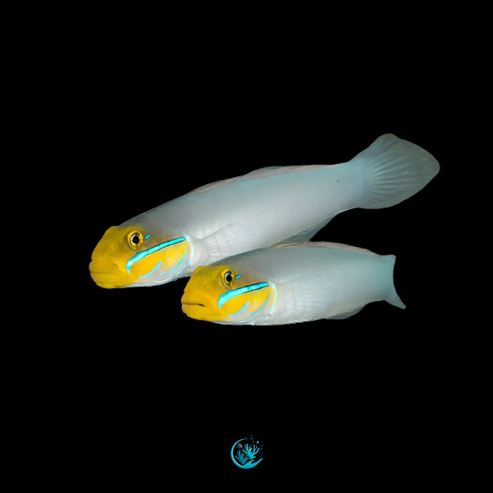 Casal de Valenciennea strigata  1