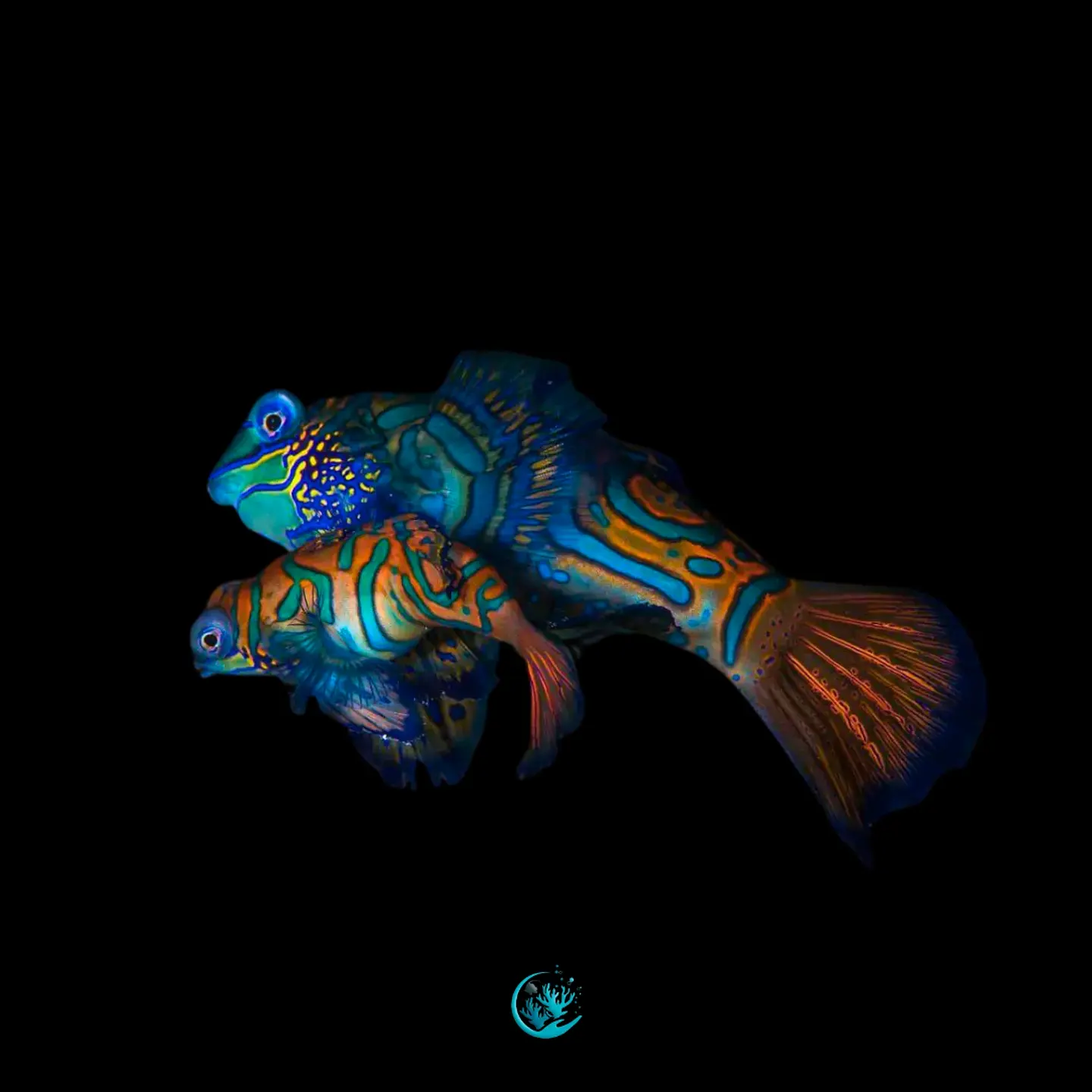 Casal de Synchiropus Splendidus 1