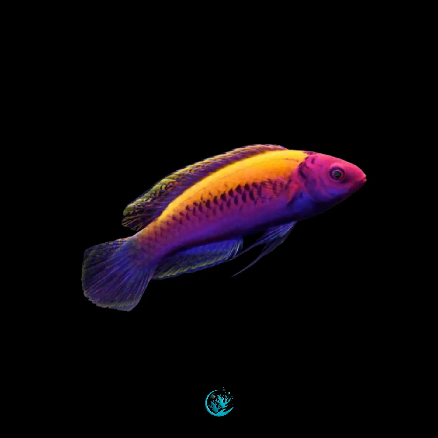 Cirrhilabrus aurantidorsalis 1