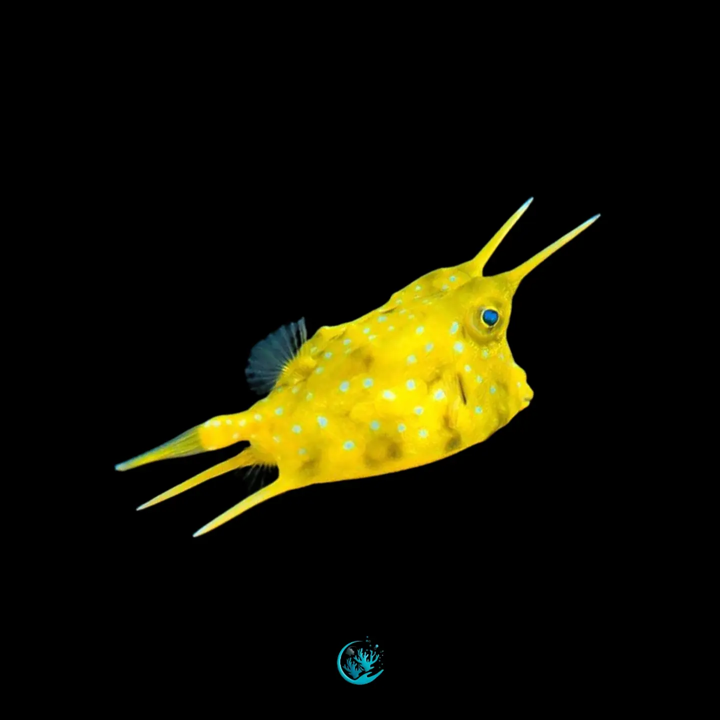 Lactoria cornuta 1