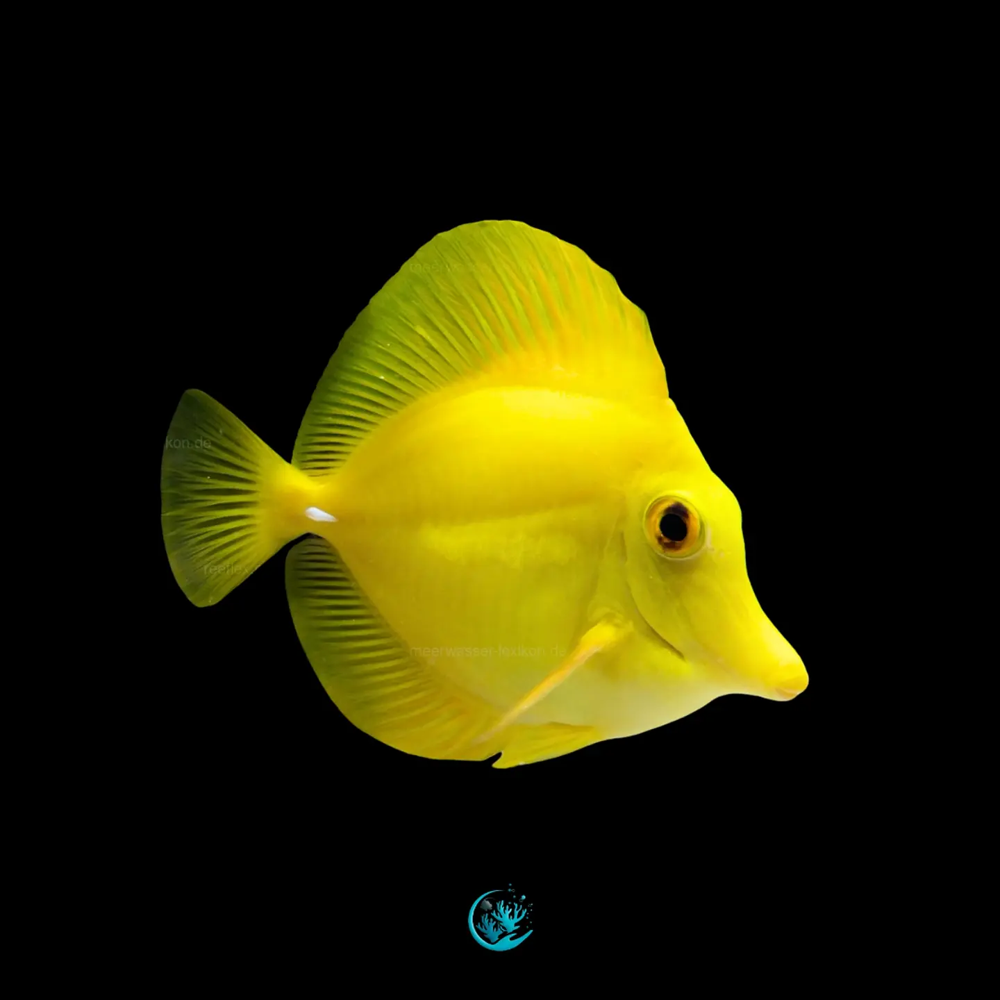 Zebrasoma Flavescens ADAPTADO  1