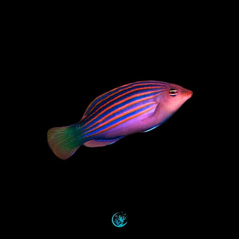 Pseudocheilinus Hexataenia