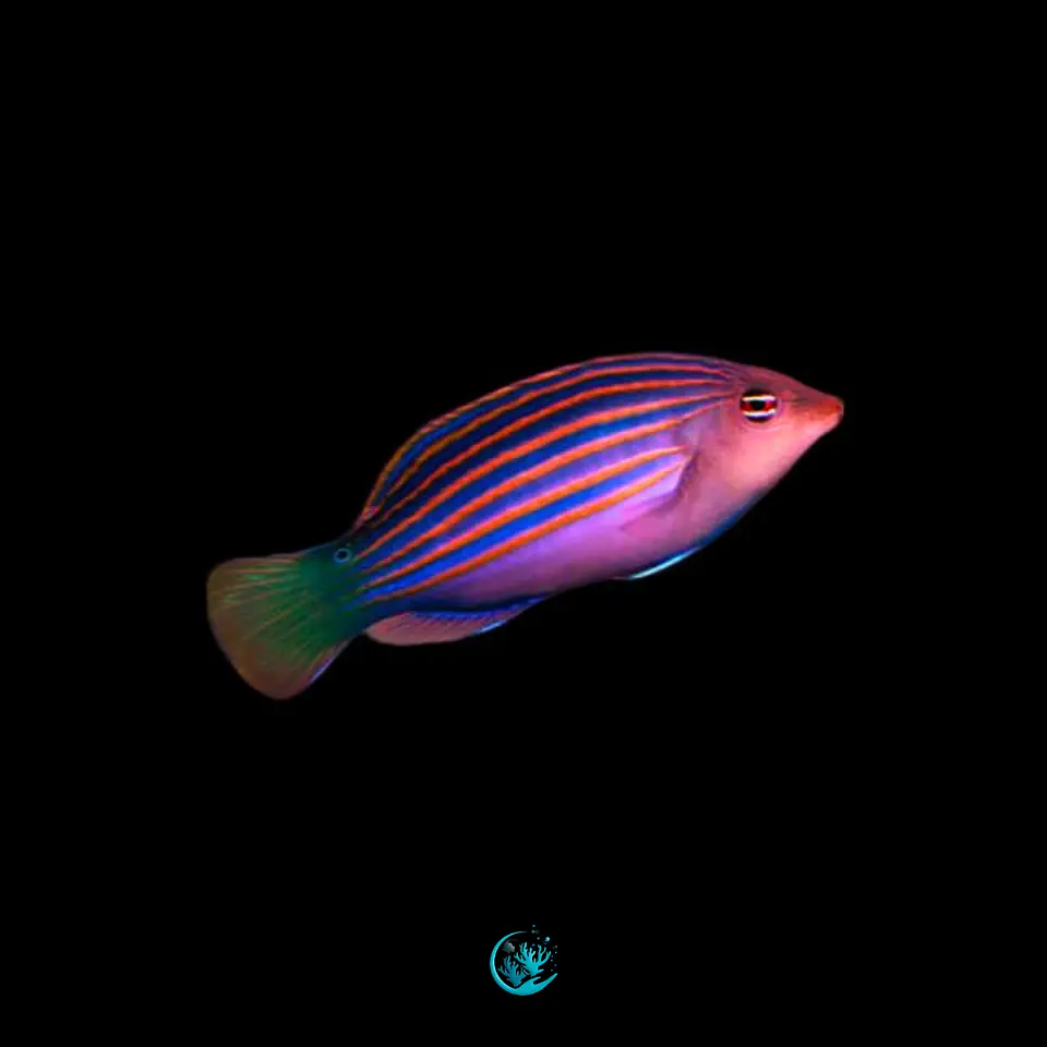 Pseudocheilinus Hexataenia 1