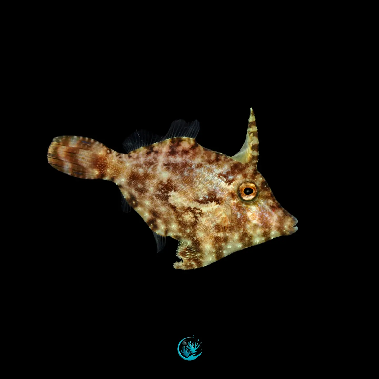 Acreicthys Tomentosus 1
