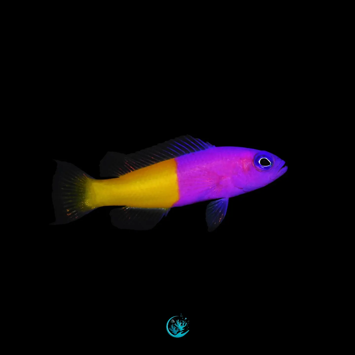 Pictichromis Paccagnellae 1