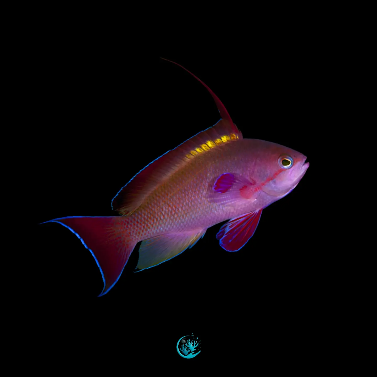 Pseudanthias Cheirospilos 1