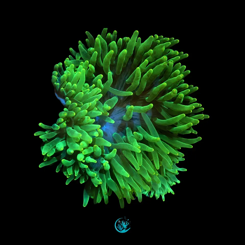 Entacmaea Green 1