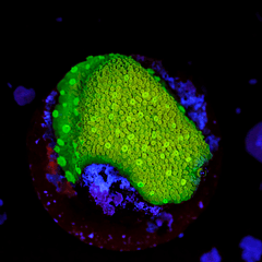 Montipora sp.