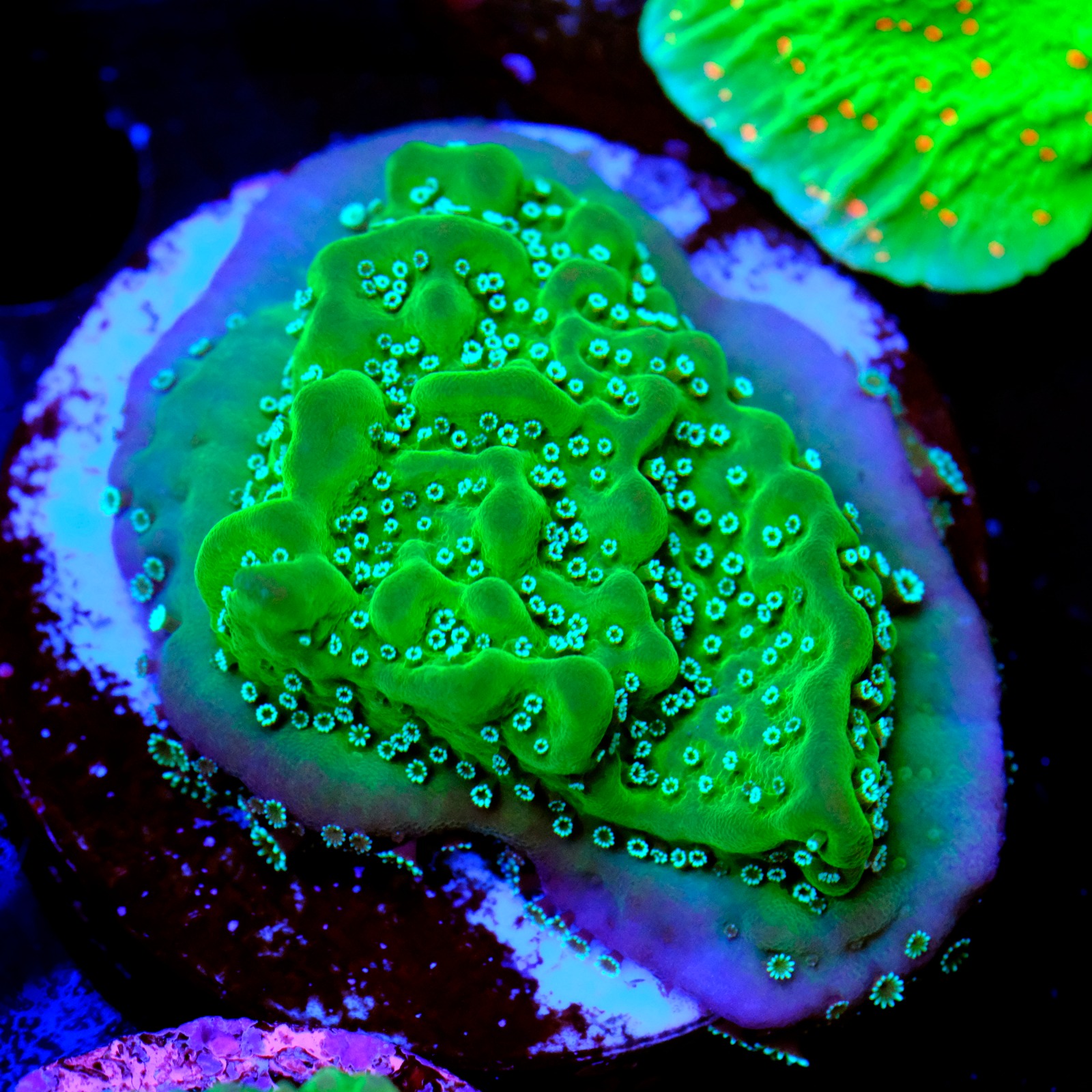 Montipora undata 2