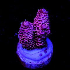 Acropora Millepora Pink 