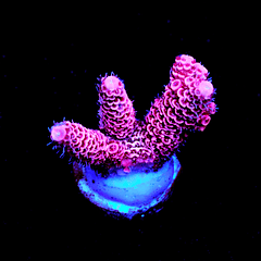 Acropora Millepora Pink 