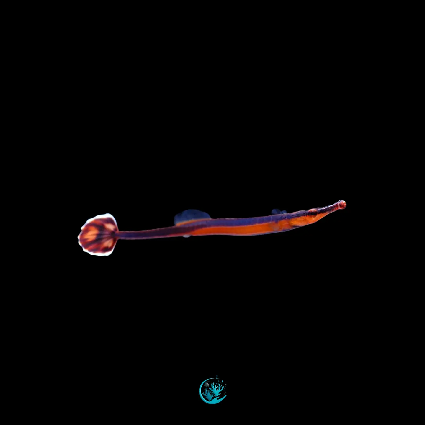 Doryrhamphus Excisus 1