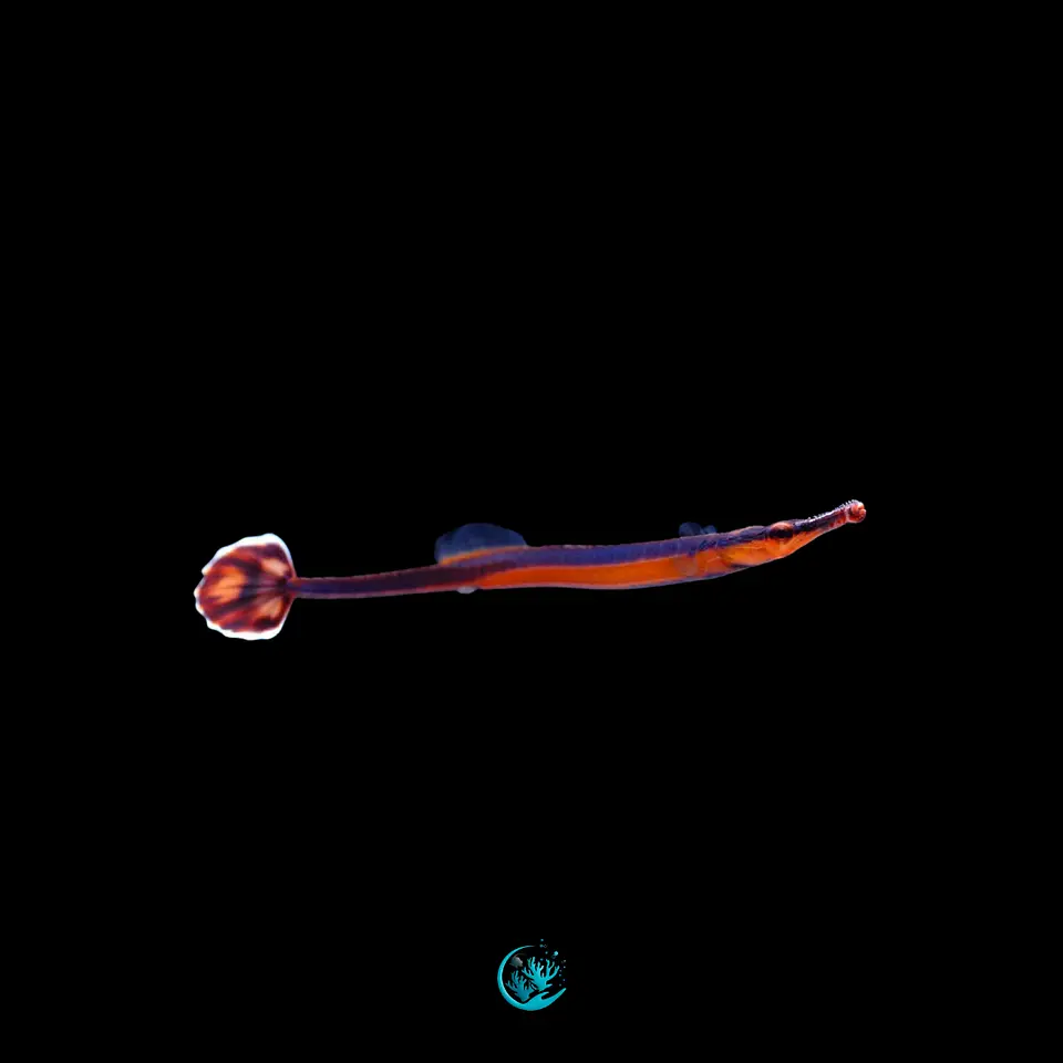 Doryrhamphus Excisus 1