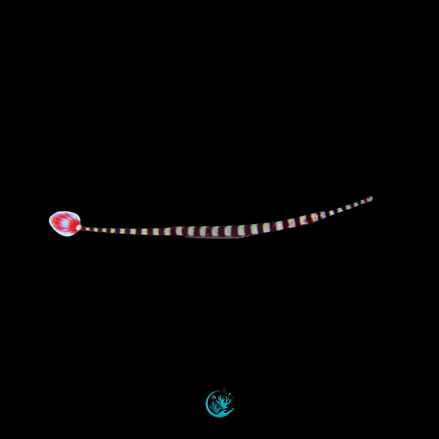 Dunckerocampus Dactyliophorus M 1