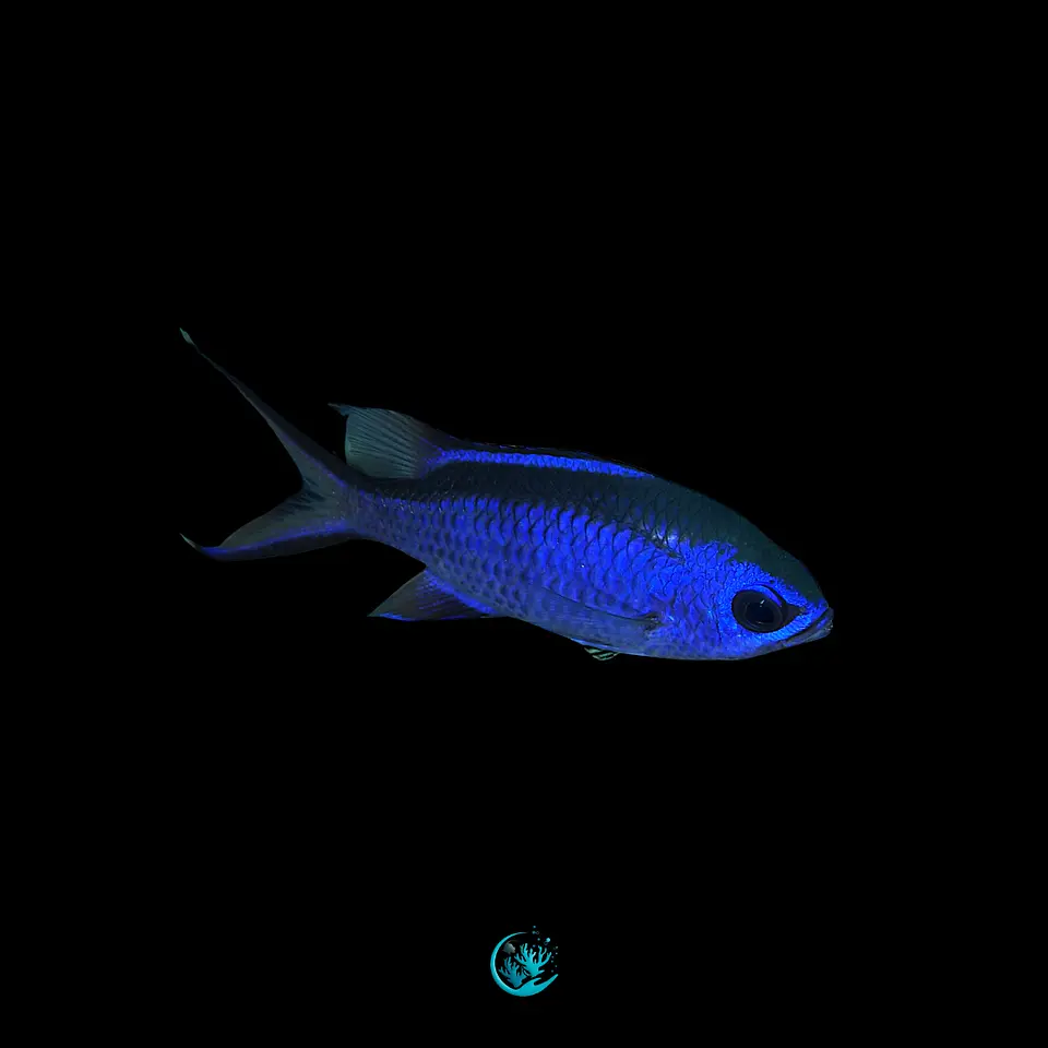 Chromis Cyanea 1