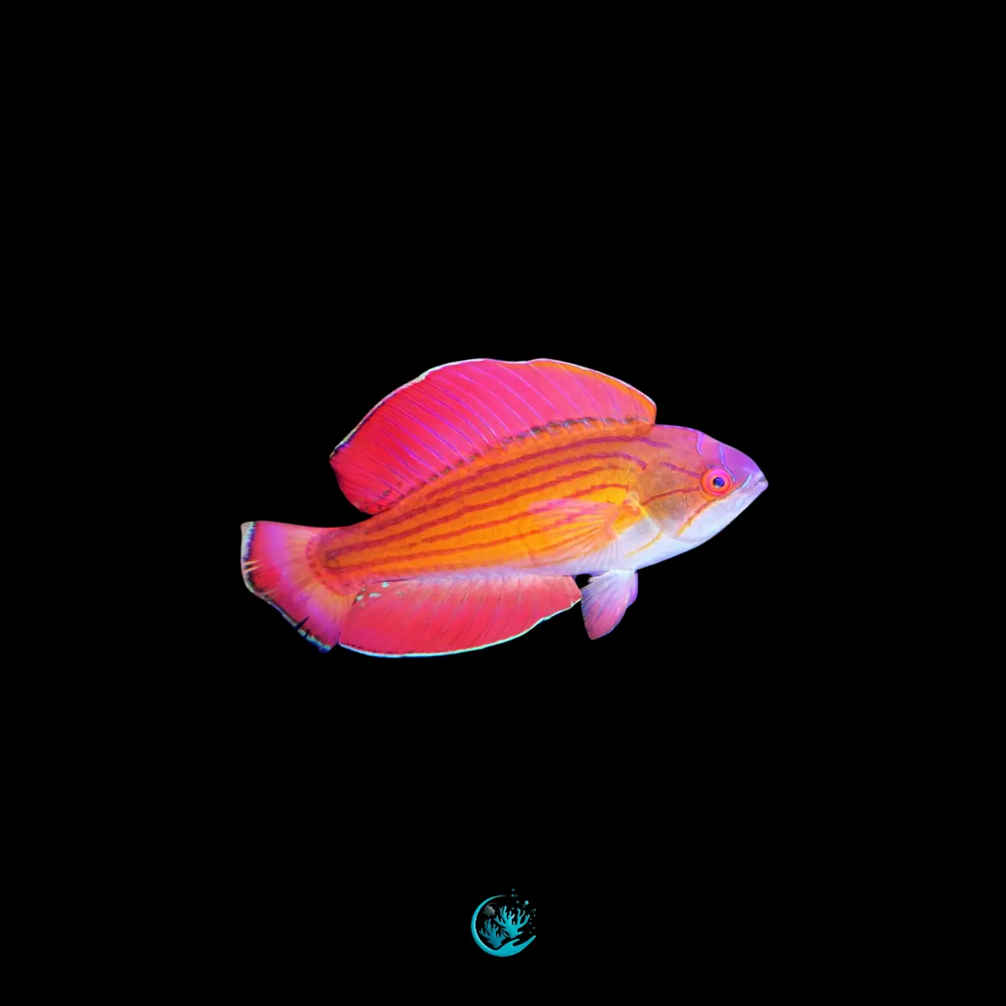 Paracheilinus Octotaenia 1