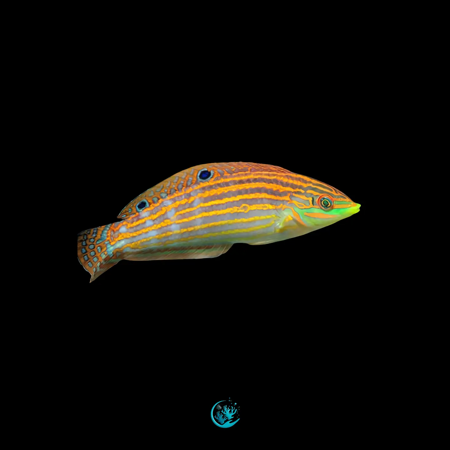 Halichoeres Cosmetus 1