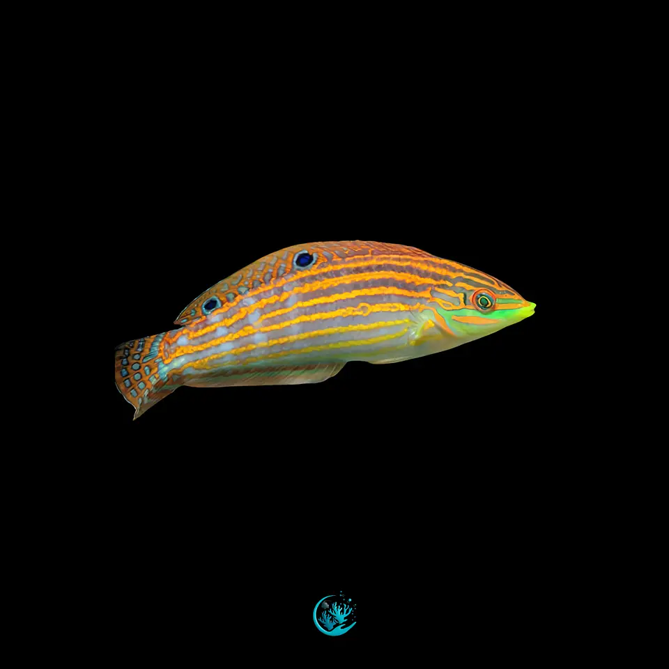 Halichoeres Cosmetus 1