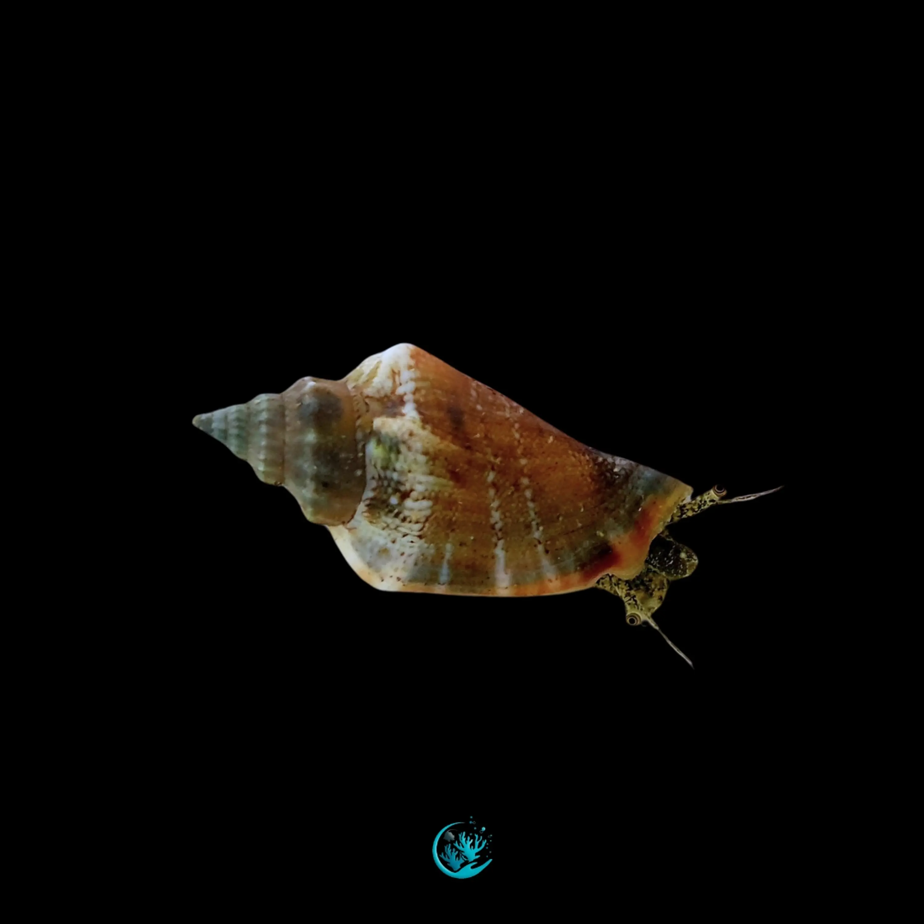 Strombus spp.