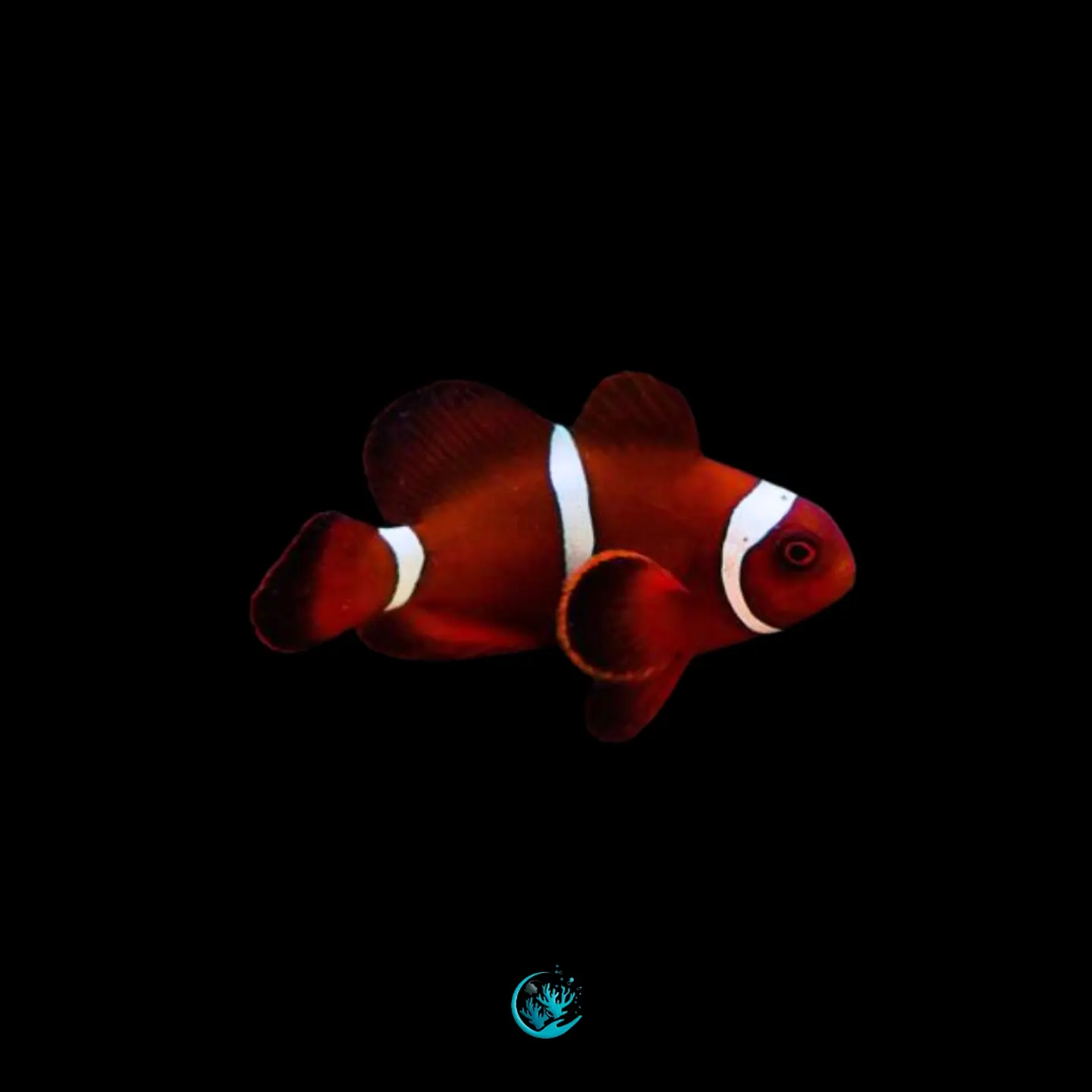 Premnas Biaculeatus 1