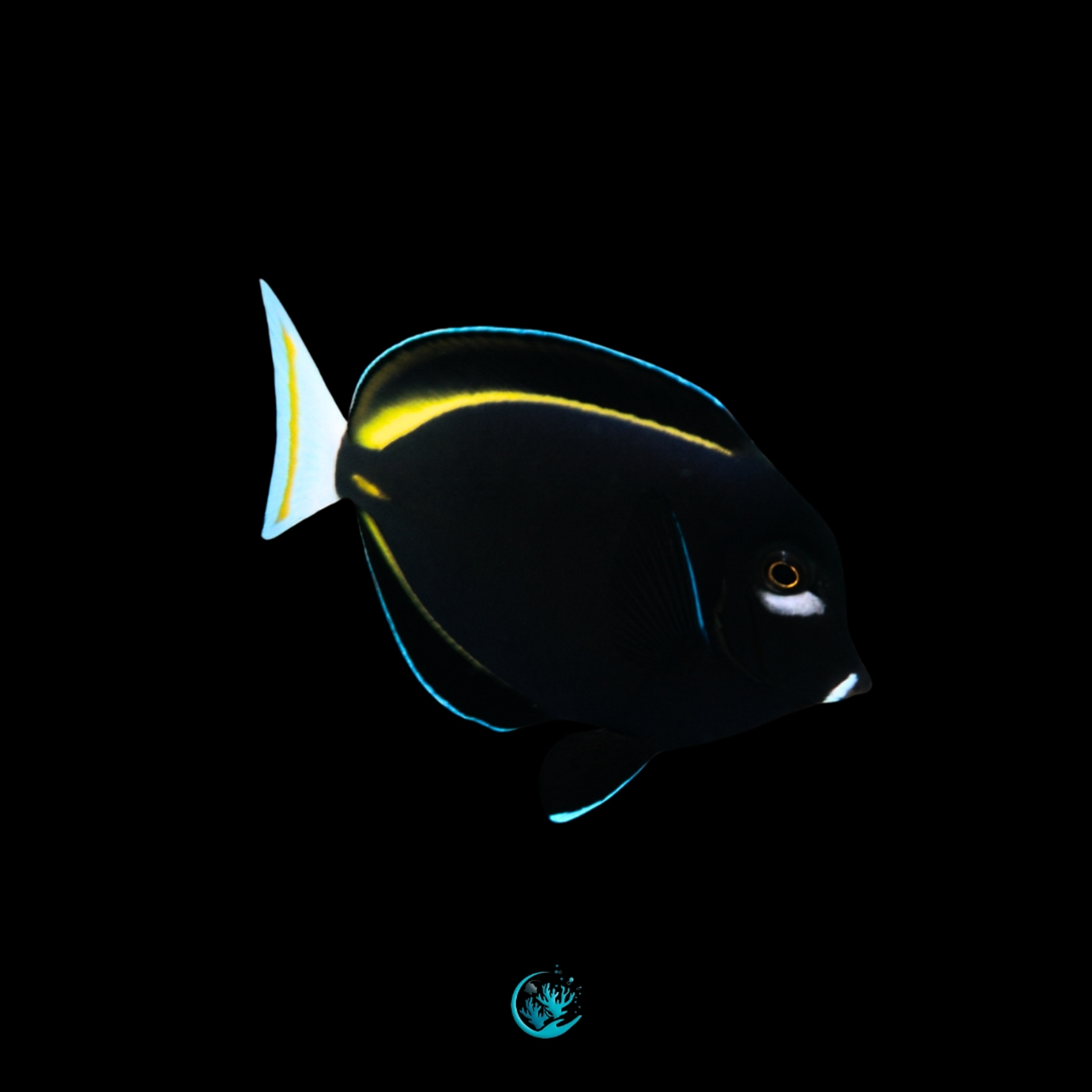 Acanthurus Nigricans