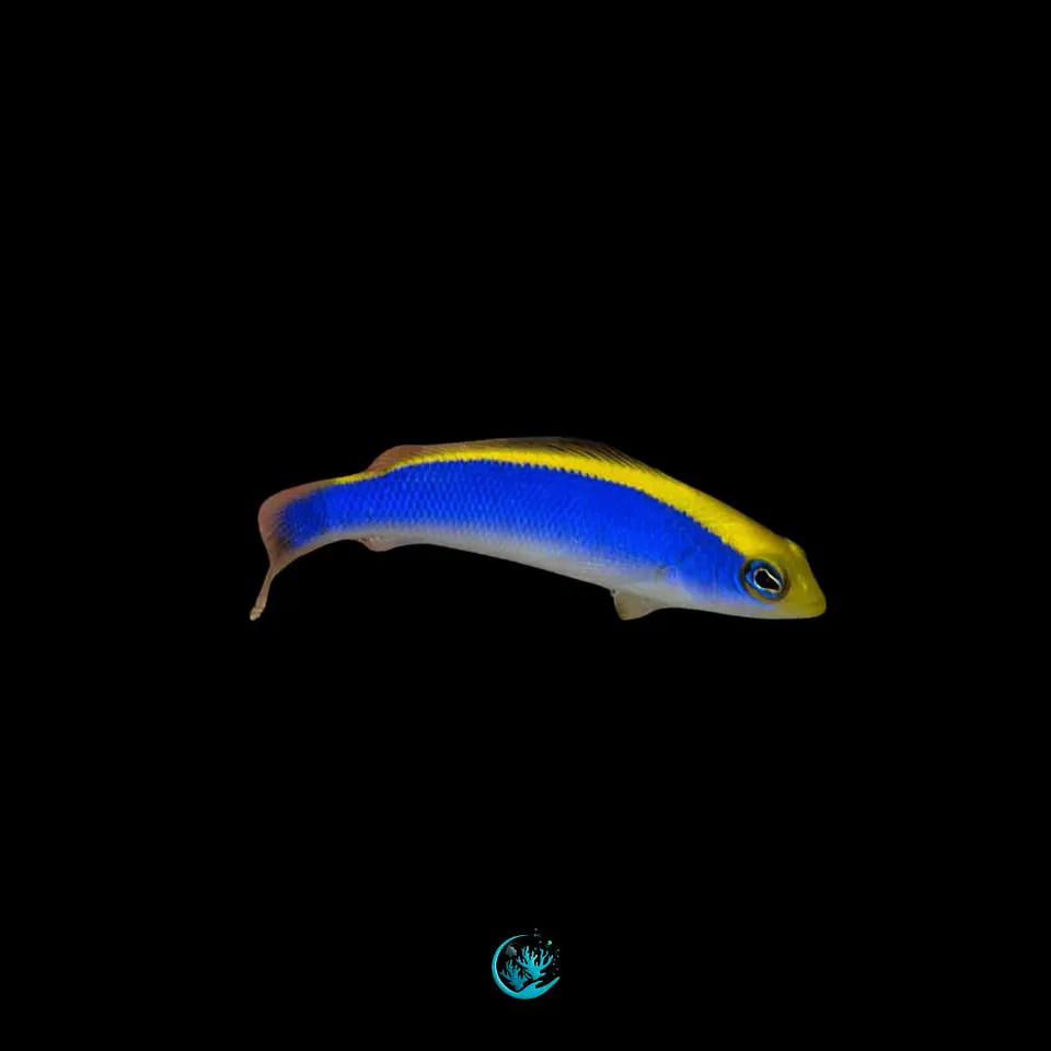 Pseudochromis flavivertex  1
