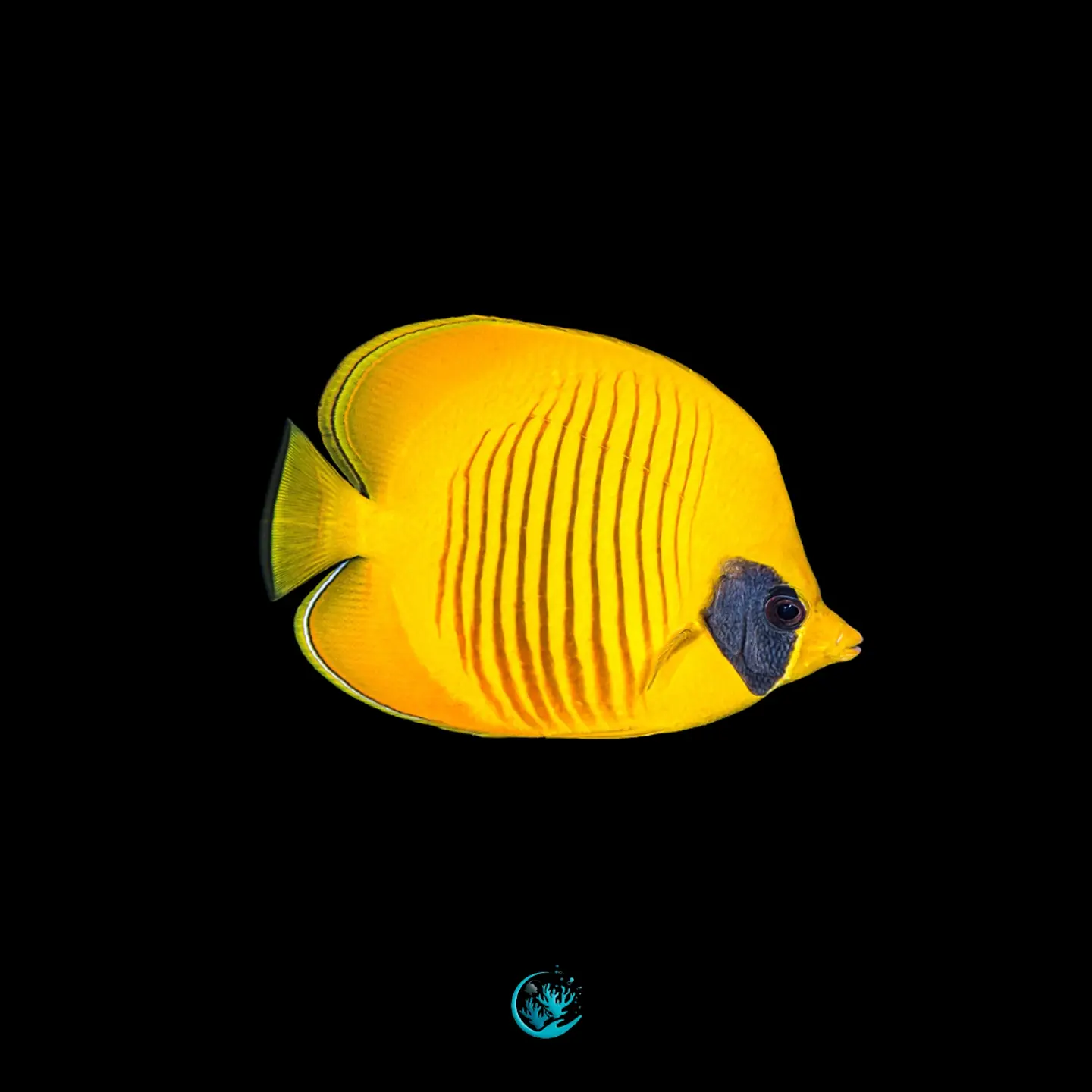 Chaetodon Semilarvatus 1
