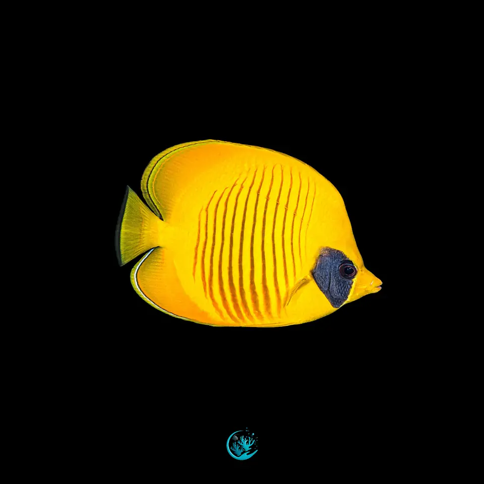 Chaetodon Semilarvatus 1