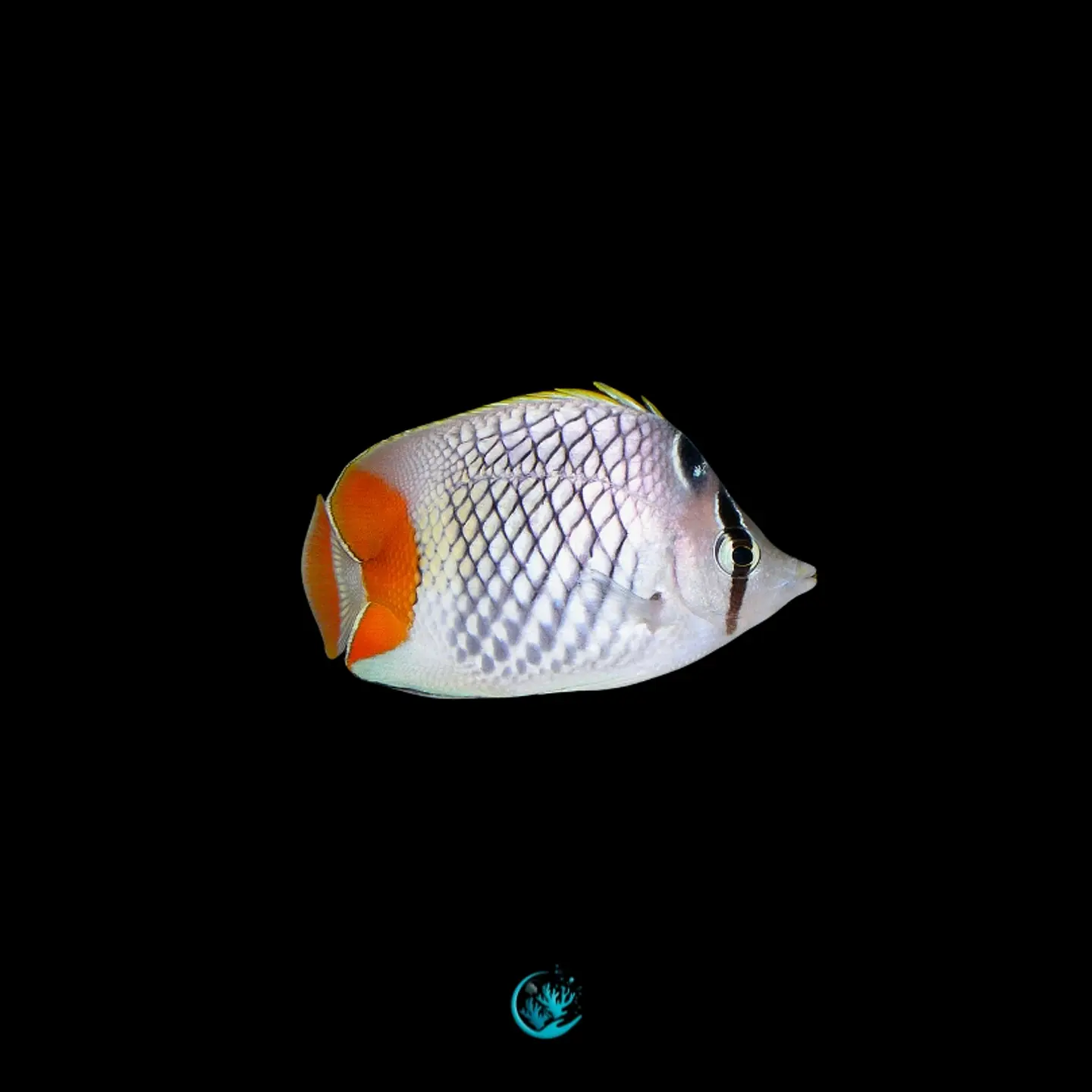 Chaetodon Xanthurus 1