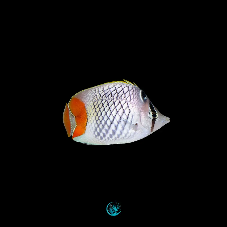 Chaetodon Xanthurus 1