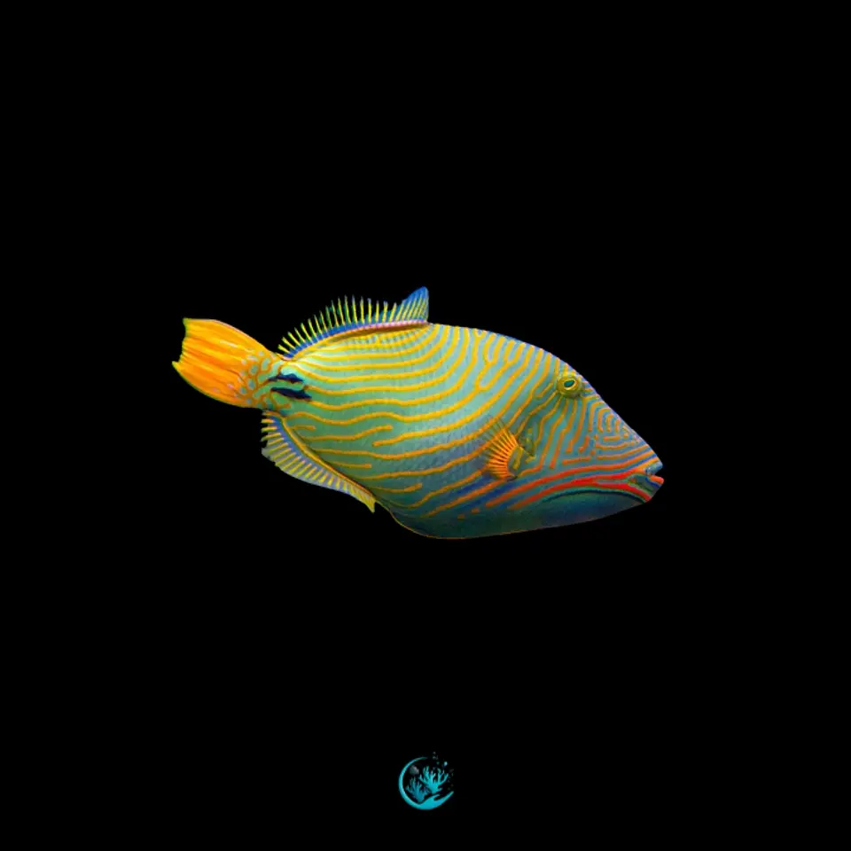 Balistapus Undulatus 1