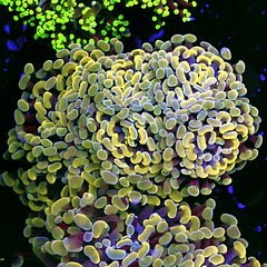 Euphyllia Parancora Gold Triple Head 