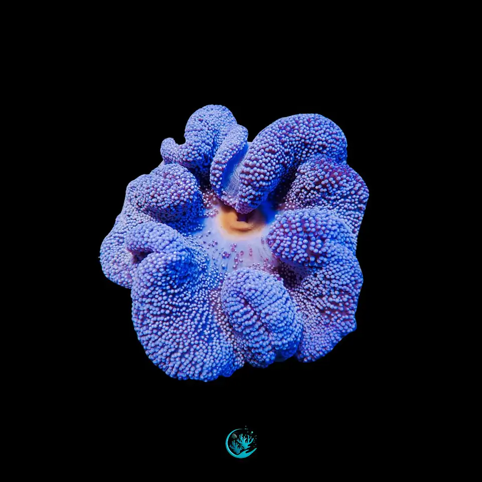 Stichodactyla Haddoni Hard blue 1