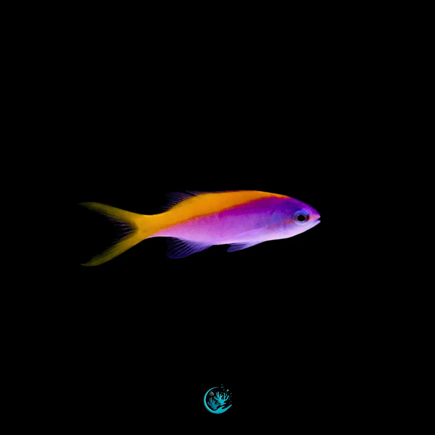 Pseudanthias evansi 1