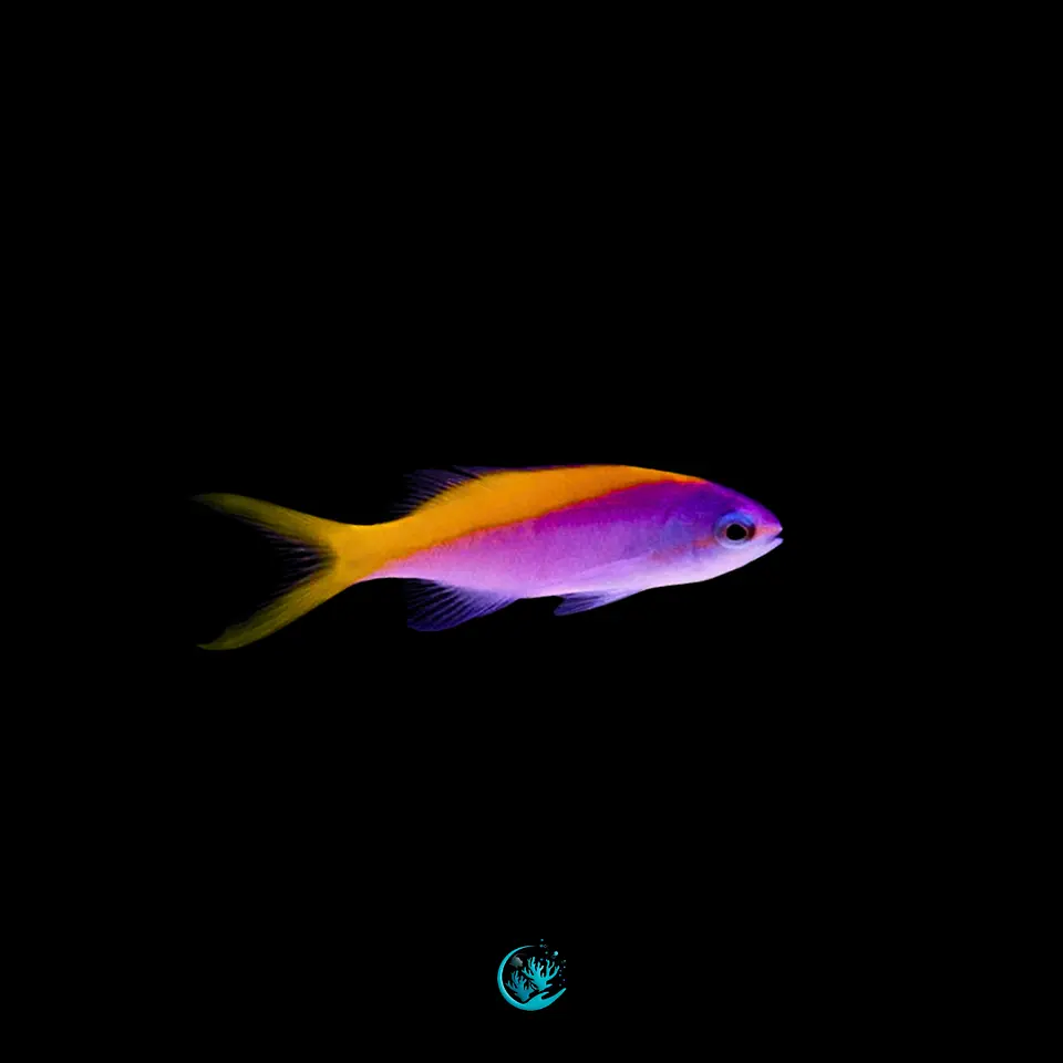 Pseudanthias evansi 1